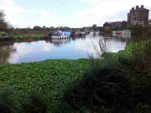 Clapton river Lea and greenery small